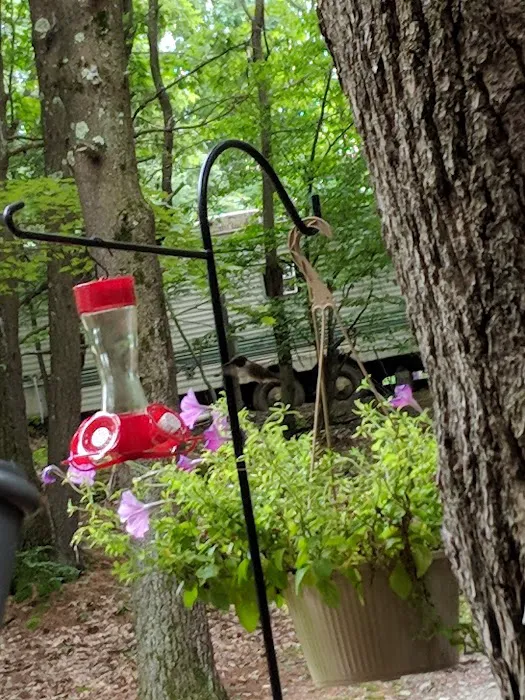 Fox Hill Camping Area Picture 1