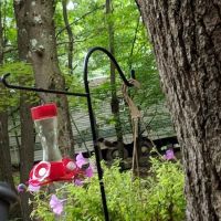 Fox Hill Camping Area ico