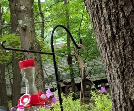 Fox Hill Camping Area