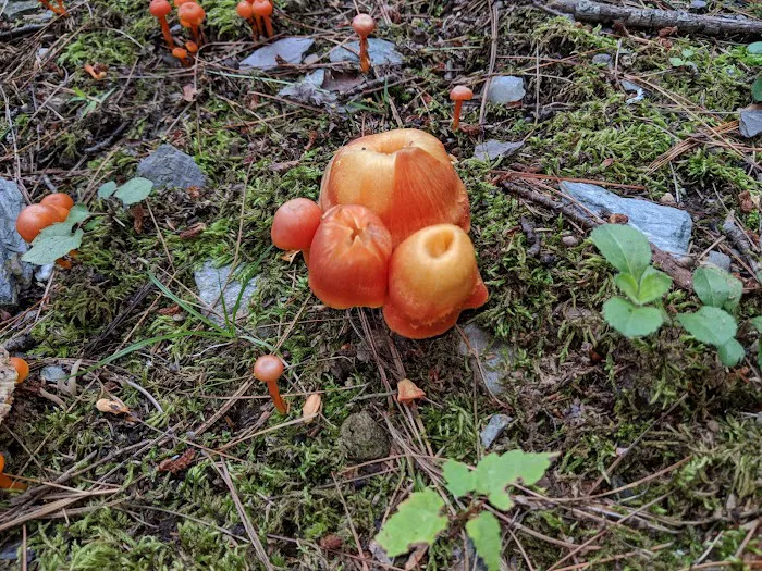 Fox Hill Camping Area Picture 8