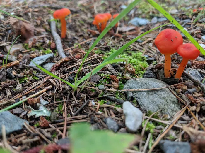 Fox Hill Camping Area Picture 2