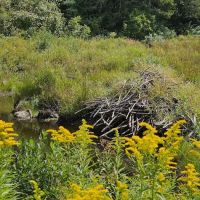 Beartown State Forest Park Entrance ico