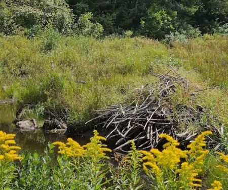 Beartown State Forest Park Entrance