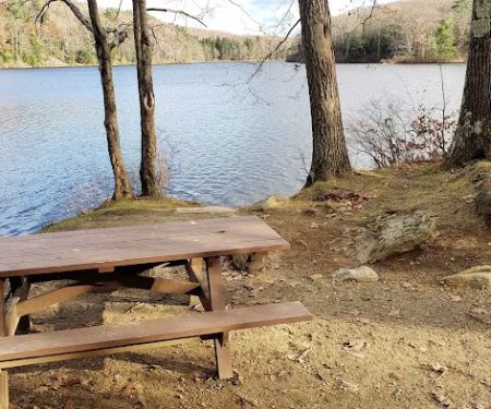 Beartown State Forest Site 11