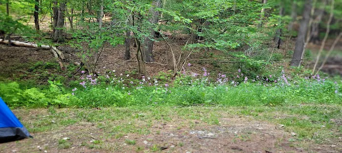 Waterfalls Campsite Picture 1