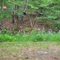 Waterfalls Campsite ico