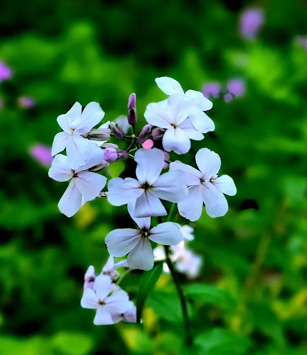 Waterfalls Campsite Picture 2
