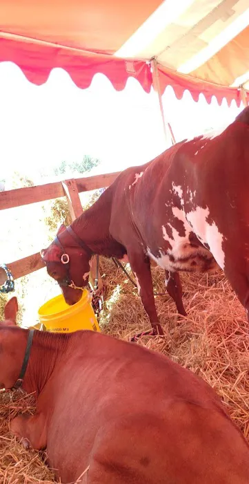 Iroquois Farm Showgrounds Picture 2