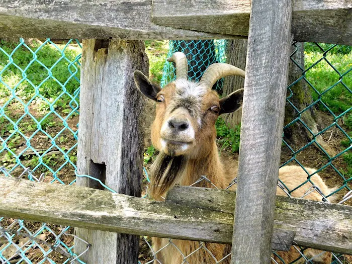 Belvedere Lake Resort Picture 6