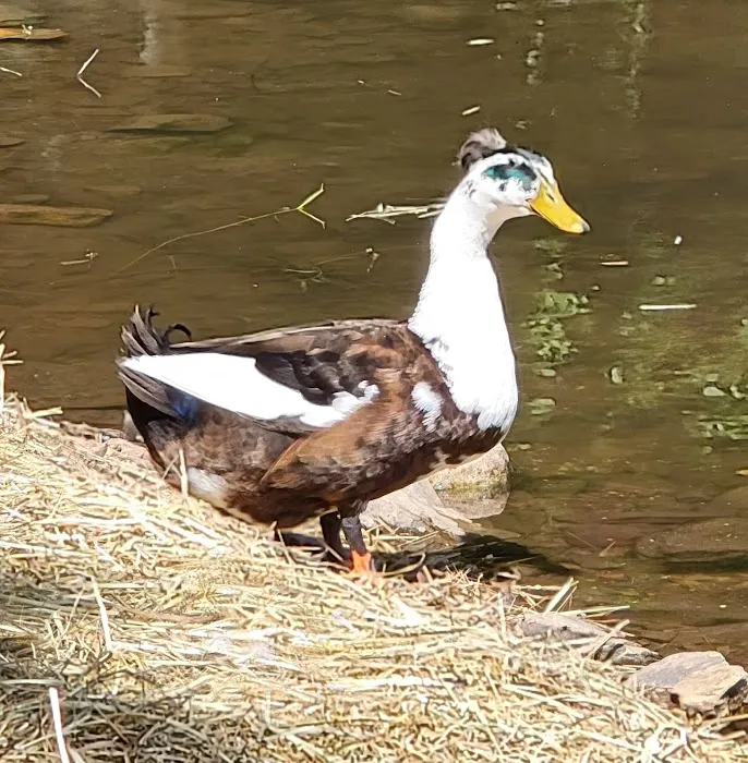 Mountain Springs Camping Resort Picture 9