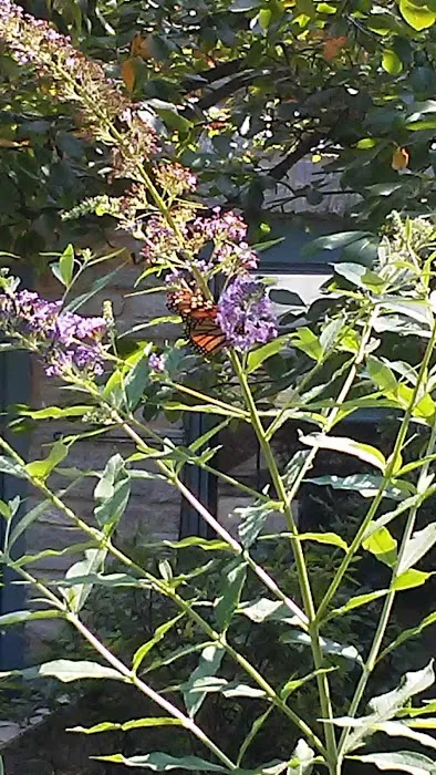 Mill Creek Camping Area Picture 2