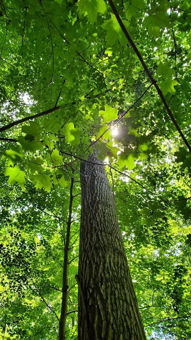 Mill Creek Camping Area Picture 3