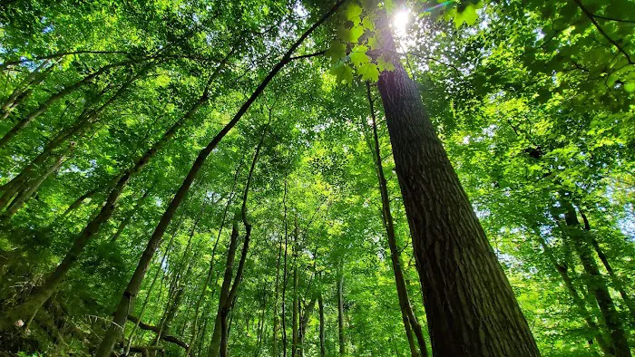 Mill Creek Camping Area Picture 8