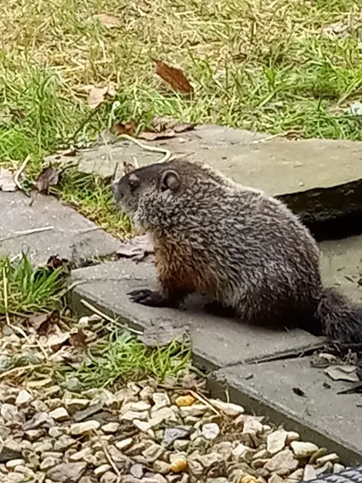 How Kola Campground Picture 1