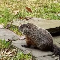 How Kola Campground ico