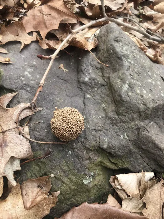 Camp Lackawanna Picture 8