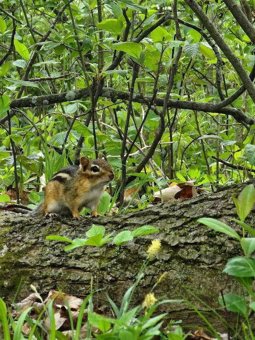 Frances Slocum State Park Campground Picture 3