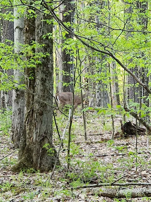 Forest Lake Campground Picture 2