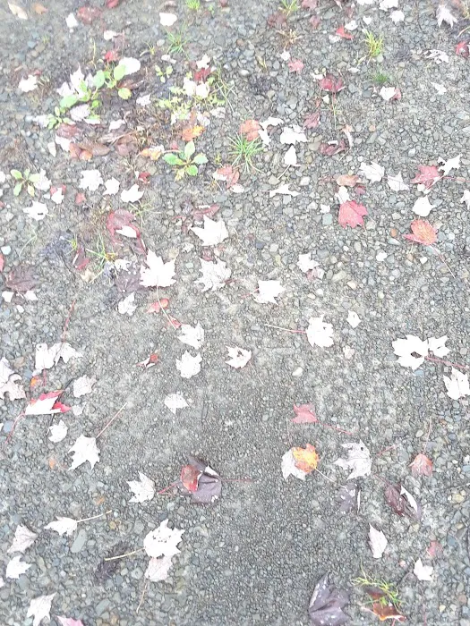 Forest Lake Campground Picture 8