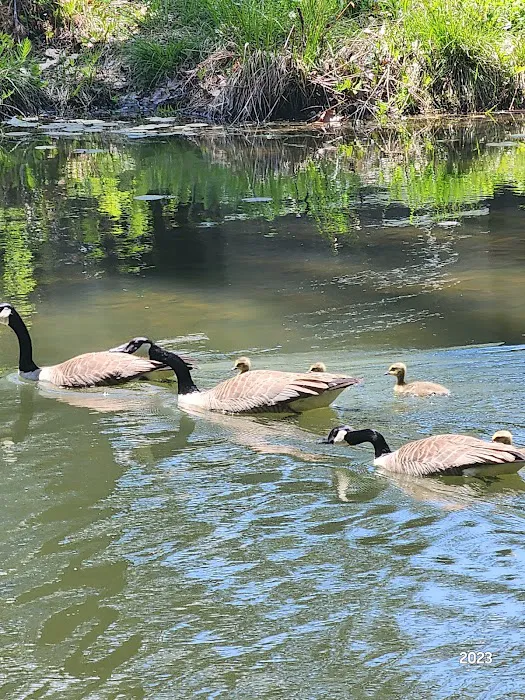 Forest Lake Campground Picture 6