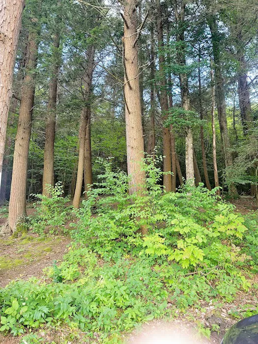 Lake Timberline Picture 5