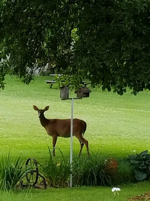 Endless Mountain Campground Picture 9