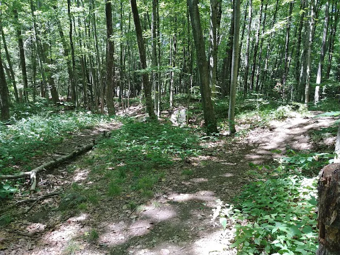 Branch Brook Campground Picture 9