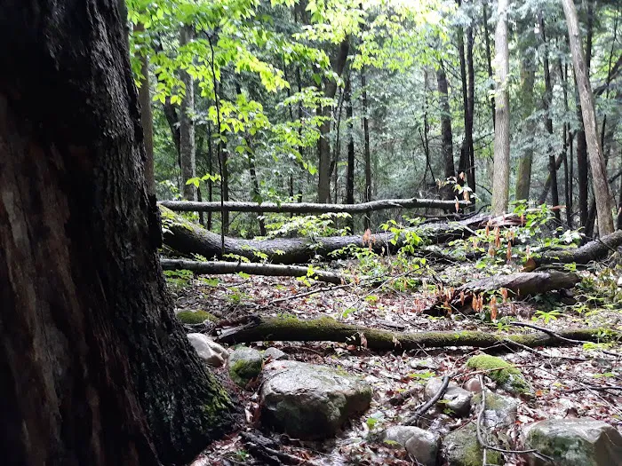 October Mountain State Forest Campground Picture 4