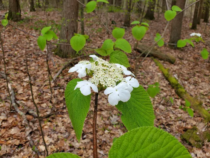 Big Spring Area Picture 2