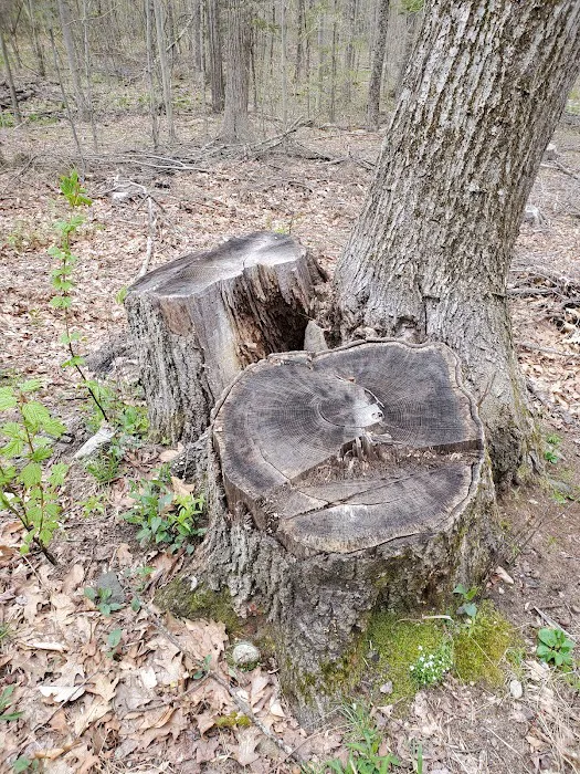 Big Spring Area Picture 3