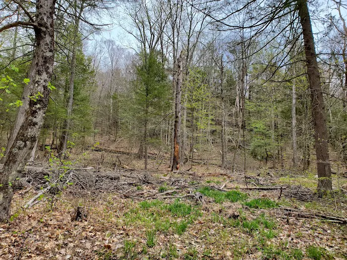 Big Spring Area Picture 8