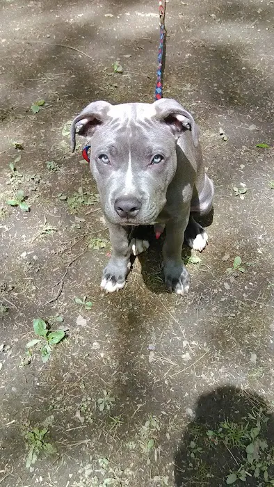 Ponderosa Pine Campground Picture 8