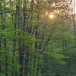 Cherry Ridge Campground