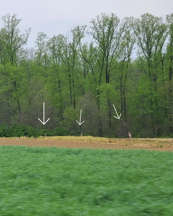 Gamler's Boat Yard Campgrounds Picture 2