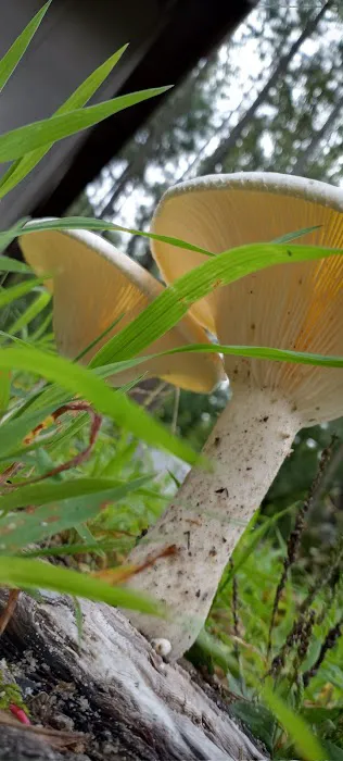 Holly Lake Campsites Picture 2