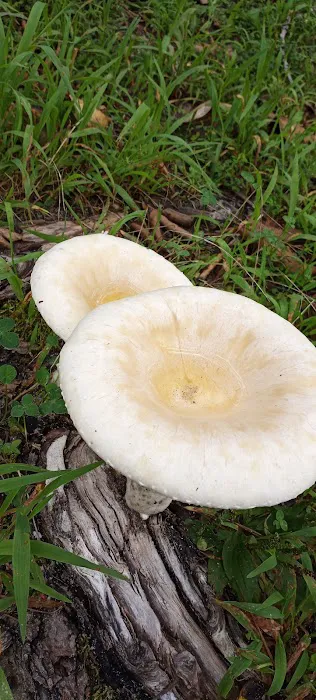 Holly Lake Campsites Picture 9