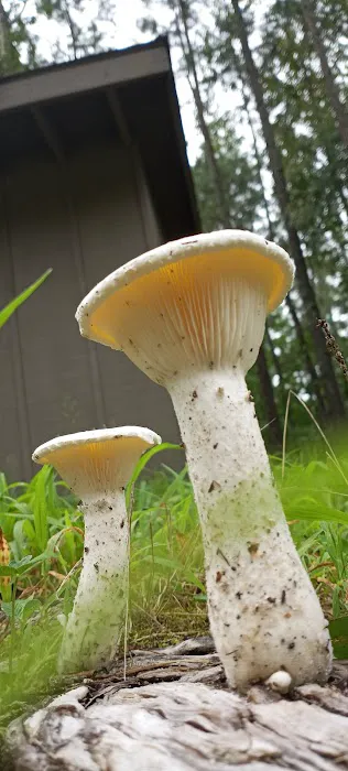 Holly Lake Campsites Picture 1