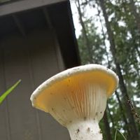 Holly Lake Campsites ico