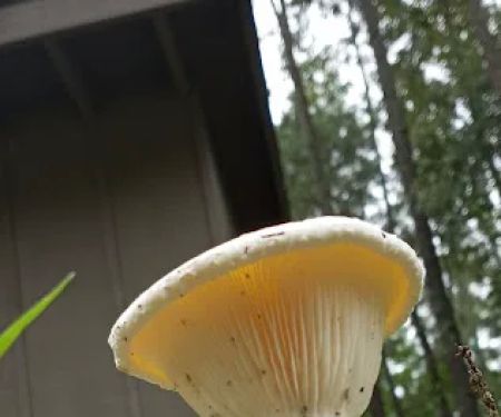 Holly Lake Campsites