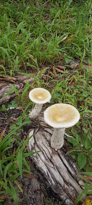 Holly Lake Campsites Picture 8