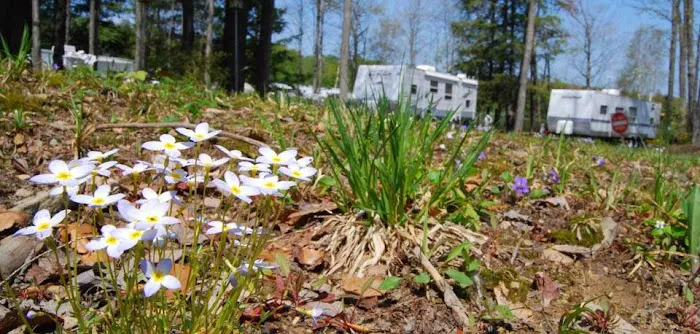 Pine Cradle Lake Family Campground Picture 5