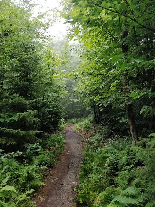 Mt. Greylock Campground Parking Lot Picture 10