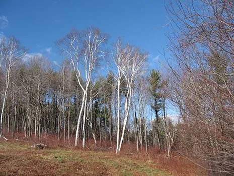 AMC Noble View Outdoor Center Picture 4