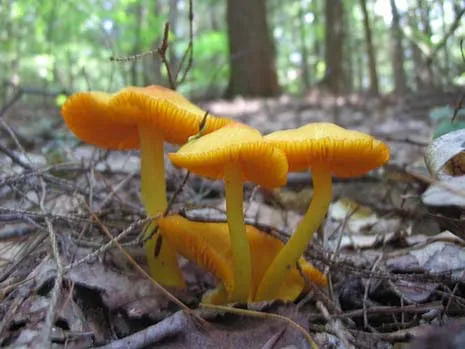 AMC Noble View Outdoor Center Picture 9