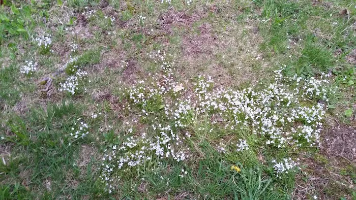 Peppermint Park Camping Resort Picture 10