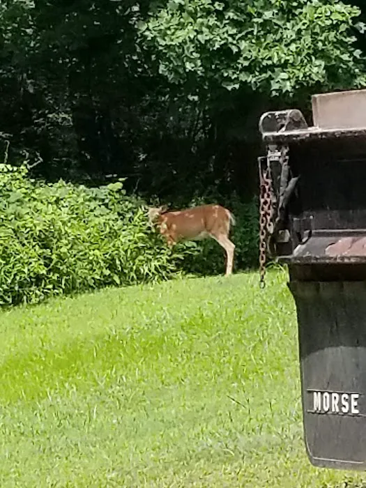 Little City Campground Picture 2