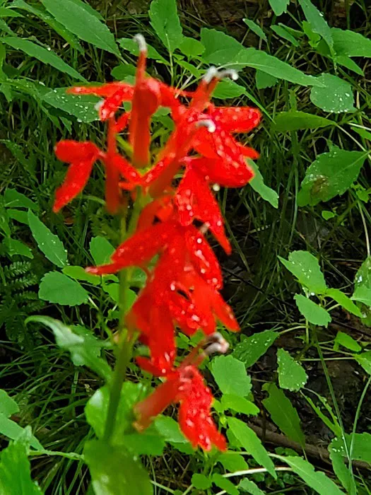 Girl Scout Camp Woodhaven Picture 6