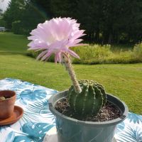 Brookview RV Park & Camping ico