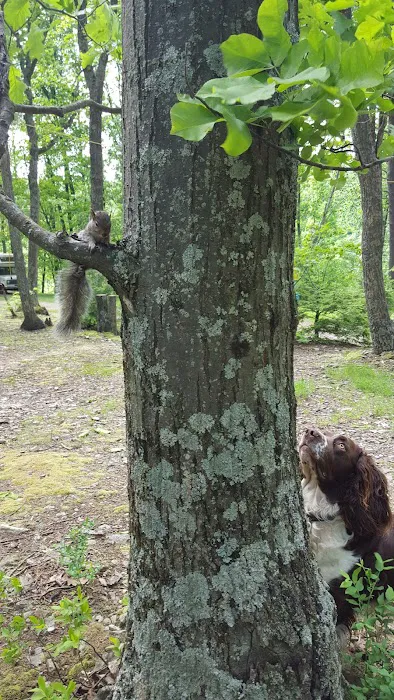 Mossy Point Campground Picture 4