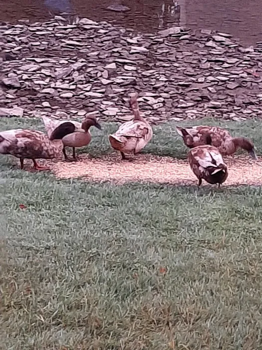 Fire Pit Campground, LLC Picture 6